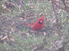 A handsome cardinal in our backyard