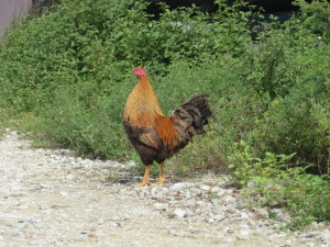 Staniel Cay - rooster