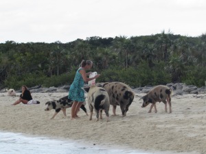 Feeing the hungry pigs
